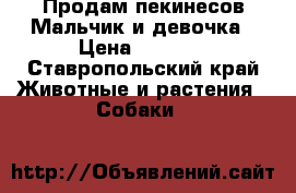 Продам пекинесов.Мальчик и девочка › Цена ­ 3 200 - Ставропольский край Животные и растения » Собаки   